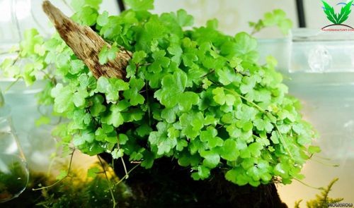 Hình cây thủy sinh Rau Má Hương Hình cây thủy sinh Rau Má Hương