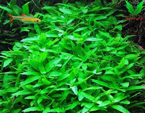 Cây thủy sinh rau thơm rất dễ trồng Cây thủy sinh rau thơm rất dễ trồng