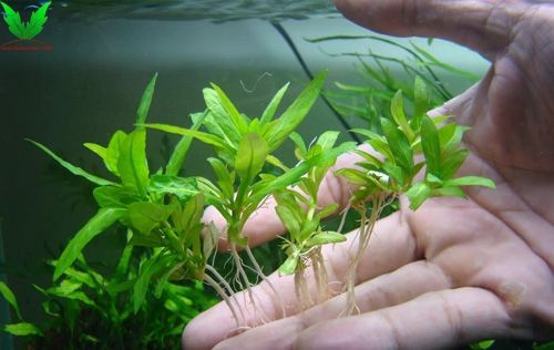 Cây thủy sinh Rau Thơm Cây thủy sinh Rau Thơm