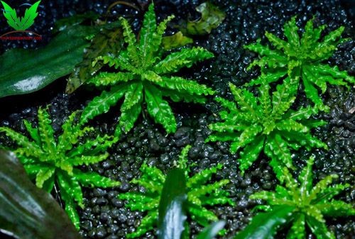 Cây thủy sinh Sao Nhỏ Cây thủy sinh Sao Nhỏ