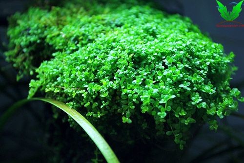 Cây trân châu cu ba Cây trân châu cu ba