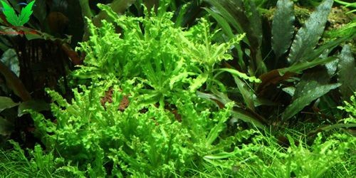 Cây thủy sinh Sao Nhỏ Cây thủy sinh Sao Nhỏ