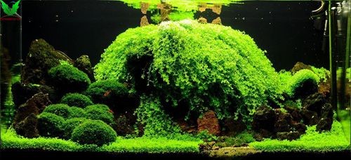 Cây Trân Châu Ngọc Trai có sức sống mạnh mẽ Cây Trân Châu Ngọc Trai có sức sống mạnh mẽ