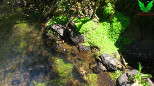 Cây Trân Châu Ngọc Trai ngoài thiên nhiên bán cạn Cây Trân Châu Ngọc Trai ngoài thiên nhiên bán cạn