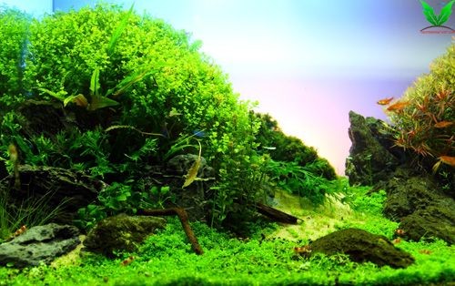 Cây Trân Châu Ngọc Trai trong hồ thủy sinh Cây Trân Châu Ngọc Trai trong hồ thủy sinh