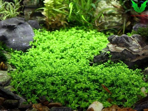 Cây Trân Châu Ngọc Trai trong hồ thủy sinh Cây Trân Châu Ngọc Trai trong hồ thủy sinh