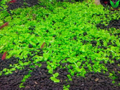 Cây Trân Châu Ngọc Trai Cây Trân Châu Ngọc Trai