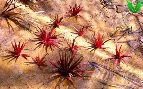 Cỏ Dùi Trống Ấn Độ Cỏ Dùi Trống Ấn Độ