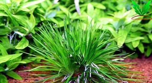 Cỏ Dùi Trống cần Co2 và ánh sáng mạnh Cỏ Dùi Trống cần Co2 và ánh sáng mạnh