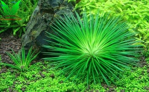 Chăm sóc cỏ dùi trống hơi khó Chăm sóc cỏ dùi trống hơi khó