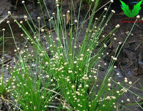 Cỏ Dùi Trống ngoài thiên nhiên Cỏ Dùi Trống ngoài thiên nhiên