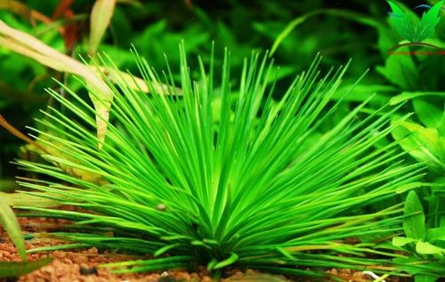 Cỏ Dùi Trống Việt Nam - vùng ruộng lúa Cỏ Dùi Trống Việt Nam - vùng ruộng lúa