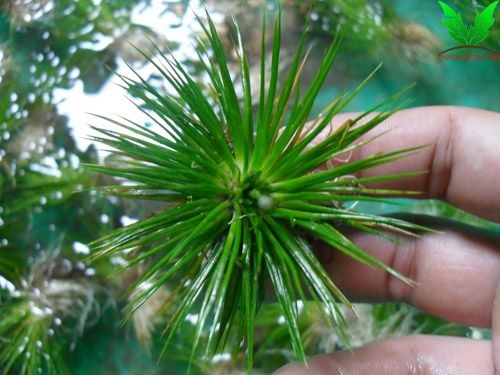 Hình ảnh cỏ dùi trống Hình ảnh cỏ dùi trống