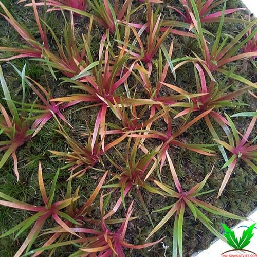 Cây thủy sinh Dùi Trống Ấn Độ Cây thủy sinh Dùi Trống Ấn Độ