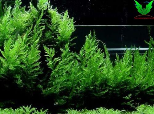Cây thủy sinh Dương Xỉ Châu Phi Cây thủy sinh Dương Xỉ Châu Phi