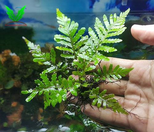 Cây thủy sinh dương xỉ lá me Cây thủy sinh dương xỉ lá me