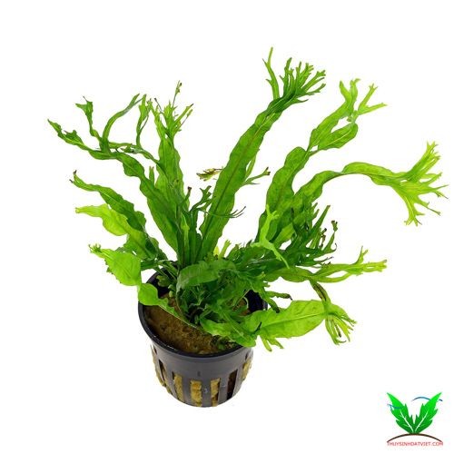 Mua Dương XỈ Sừng Hưu về nhớ tháo ra khỏi trậu Mua Dương XỈ Sừng Hưu về nhớ tháo ra khỏi trậu