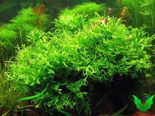 Cây Dương Xỉ Sừng Hưu thủy sinh rất đẹp Cây Dương Xỉ Sừng Hưu thủy sinh rất đẹp