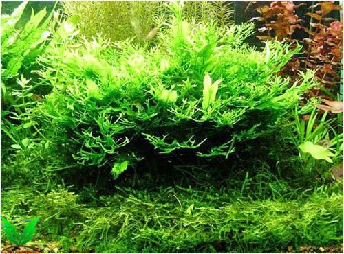 Cây Dương Xỉ Sừng Hưu cần ánh sáng trung bình thấp Cây Dương Xỉ Sừng Hưu cần ánh sáng trung bình thấp