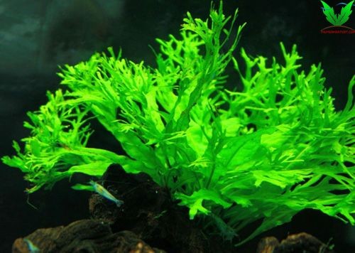 Cây Dương Xỉ Sừng Hưu Cây Dương Xỉ Sừng Hưu