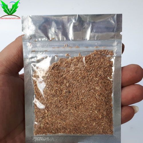 Hạt giống cây Ngưu Mao Chiên Lùn Xòe Hạt giống cây Ngưu Mao Chiên Lùn Xòe