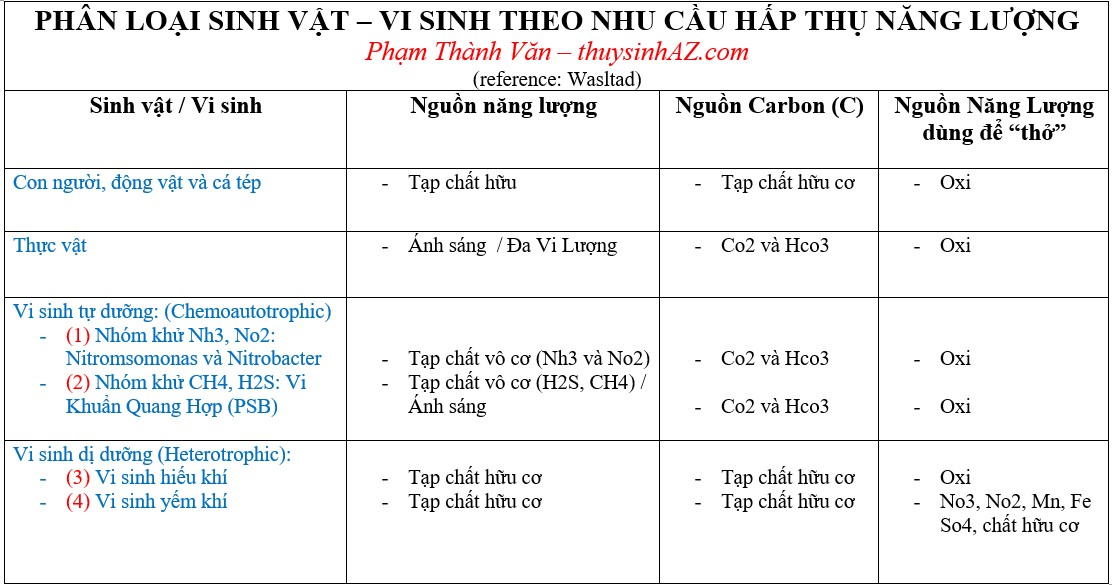 Hệ vi sinh trong hồ cá Hệ vi sinh trong hồ cá