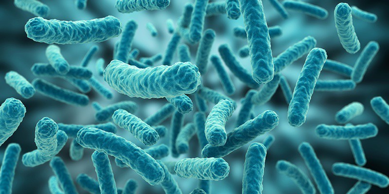 Hệ vi sinh trong hồ thủy sinh là gì Hệ vi sinh trong hồ thủy sinh là gì