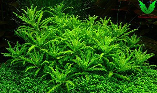 Hình cây thủy sinh Sao Nhỏ Hình cây thủy sinh Sao Nhỏ