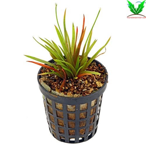 Cây thủy sinh Dùi Trống Ấn Độ Cây thủy sinh Dùi Trống Ấn Độ