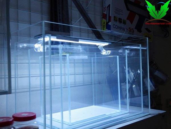 Hồ cá kính siêu trong Hồ cá kính siêu trong
