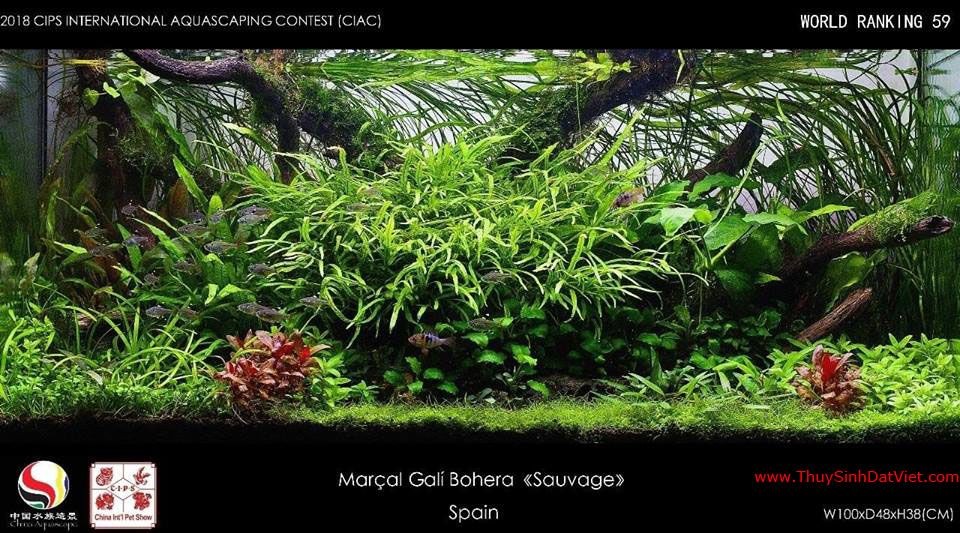 Hồ thủy sinh đạt hạng 59 trong cuộc thi CIAC 2018 Hồ thủy sinh đạt hạng 59 trong cuộc thi CIAC 2018