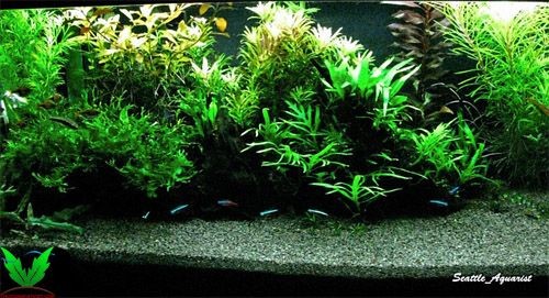 Trồng Dương Xỉ trong hồ thủy sinh Trồng Dương Xỉ trong hồ thủy sinh