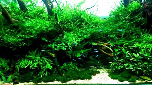 Hồ thủy sinh trồng cây Dương Xỉ Hồ thủy sinh trồng cây Dương Xỉ