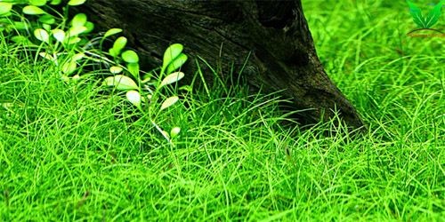 Kích thước cây cỏ Ngưu Mao Chiên Lùn Xòe khoảng 4-5 cm Kích thước cây cỏ Ngưu Mao Chiên Lùn Xòe khoảng 4-5 cm