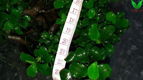 Kích thước ráy Nana Petite nhỏ nhất Kích thước ráy Nana Petite nhỏ nhất