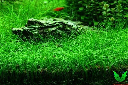 Thông tin chi tiết cây Ngưu Mao Chiên Lùn Xòe Thông tin chi tiết cây Ngưu Mao Chiên Lùn Xòe