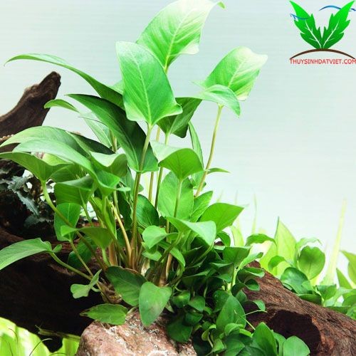 Ráy trái tim Ráy trái tim