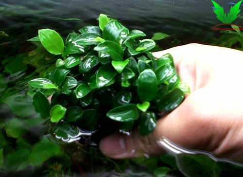 Tốc độ mộc của ráy Nana Petite khá chậm Tốc độ mộc của ráy Nana Petite khá chậm