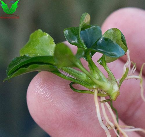 Chỉ cần ngắt ngang ráy Nana Petite là đã có cây mới Chỉ cần ngắt ngang ráy Nana Petite là đã có cây mới