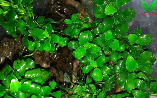 Các Lưu ý khi trồng ráy Nana Petite Các Lưu ý khi trồng ráy Nana Petite