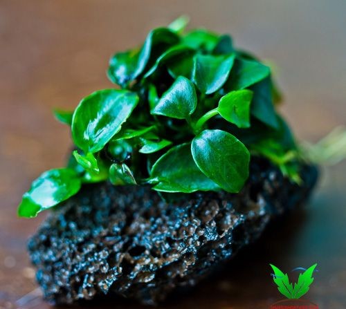 Ráy Nana Petite Ráy Nana Petite