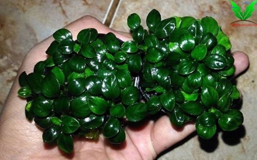 Ráy Nana Petite Ráy Nana Petite