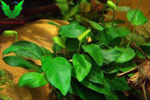 Ráy là cây thủy sinh rất dễ trồng Ráy là cây thủy sinh rất dễ trồng