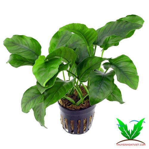 Ráy châu phi Ráy châu phi