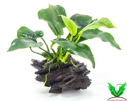 Thông tin cây Ráy thủy sinh Thông tin cây Ráy thủy sinh