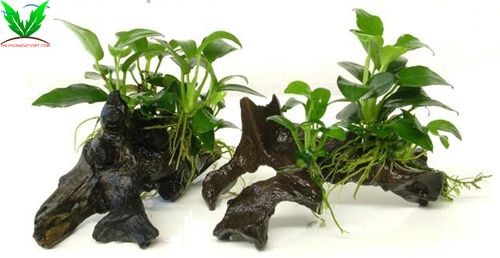 Sức sống của ráy Nana Petite rất khỏe Sức sống của ráy Nana Petite rất khỏe