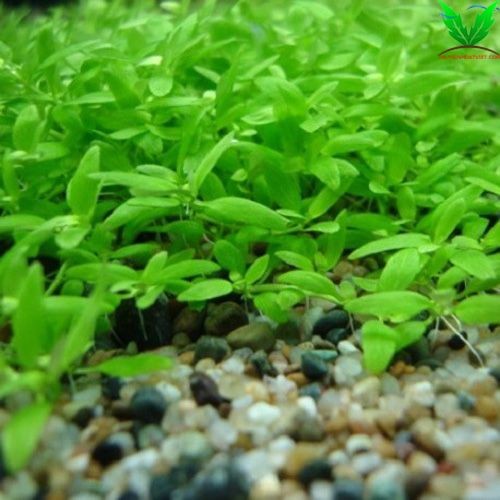 Rễ cây Đàn Thảo rất nhỏ Rễ cây Đàn Thảo rất nhỏ