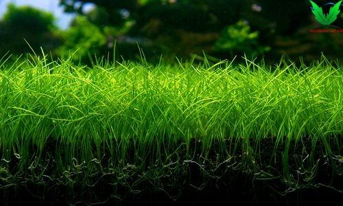 Rễ cây Ngưu Mao Chiên lùn xòe rất khỏe Rễ cây Ngưu Mao Chiên lùn xòe rất khỏe