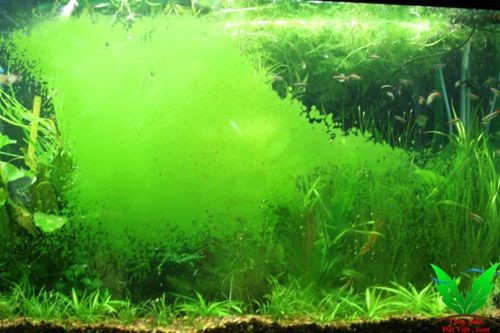 Thả ốc nerita vào hồ thủy sinh sẻ hết sạch rêu hại bụi xanh Thả ốc nerita vào hồ thủy sinh sẻ hết sạch rêu hại bụi xanh