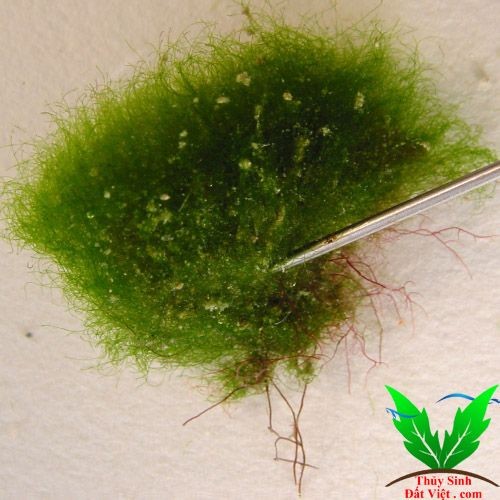 Loại rêu hại này mọc thành chùm trong một góc hồ thủy sinh Loại rêu hại này mọc thành chùm trong một góc hồ thủy sinh